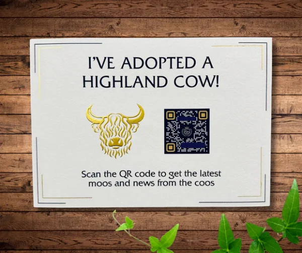 Adopt a Highland Cow